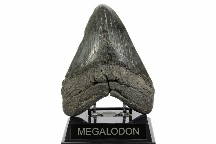 Huge Fossil Megalodon Tooth - South Carolina #369996